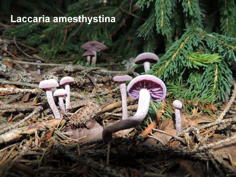 Laccaria amethystina-amf1059.jpg - Laccaria amethystina ; Syn1: Laccaria amethystea ; Syn2: Clitocybe amethystea ; Nom français: Laccaire améthyste